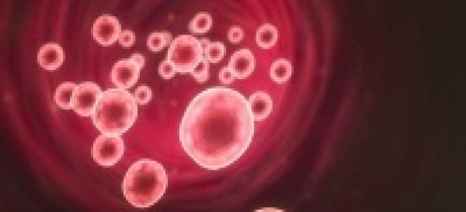 Анализ микроскопия осадка мочи: что это такое, норма, расшифровка