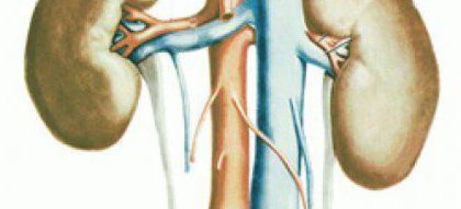 Анурия — что это такое, причины, симптомы, лечение отсутствия мочи