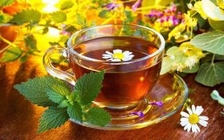 Почечный чай: состав, полезные свойства и противопоказания