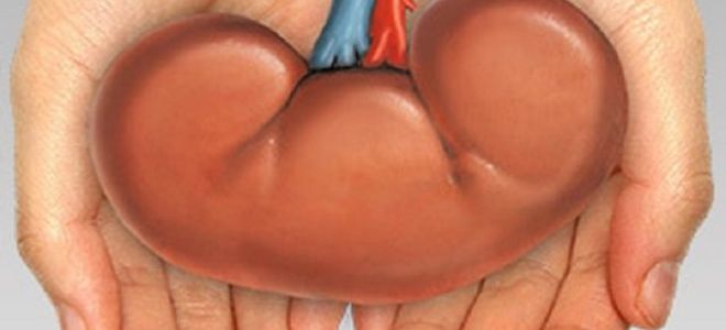 Сколько стоит продать почку: цены, риски и побочные эффекты