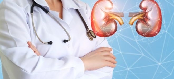 Пересадка почки: стоимость, ход операции, отзывы и прогноз
