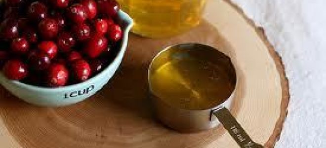 Клюква с медом для почек: полезные свойства и противопоказания