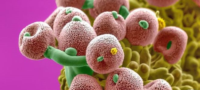 Гонорейный уретрит у мужчин и женщин