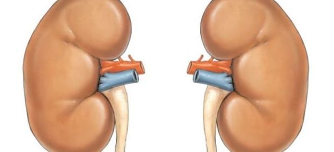 Как почистить и промыть почки препаратами и пихтовым маслом