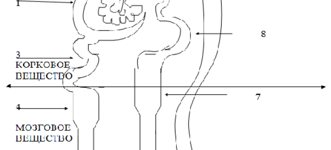 Нефрон: схема строения, типы, особенности и функции в органе