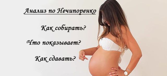 Анализ мочи по Нечипоренко при беременности: норма, расшифровка, правила сбора и сдачи