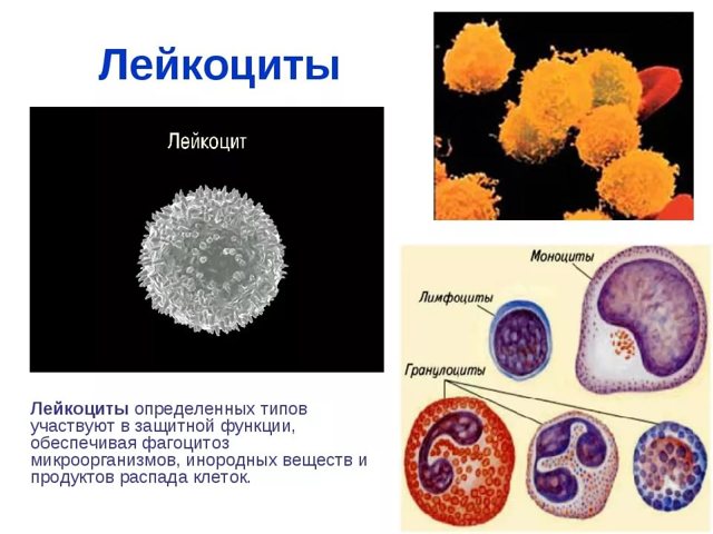 Пиелонефрит и гломерулонефрит: отличия и дифференциальная диагностика