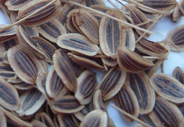Семена укропа при цистите: как заваривать отвар и лечить заболевание