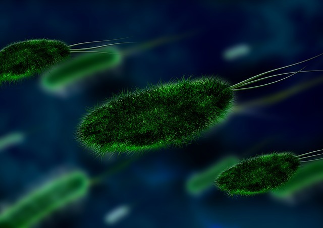 Наличие бактерий в моче у женщин и детей: причины, диагностика, лечение бактериурии
