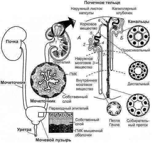Функции почек в организме человека: виды и классификация
