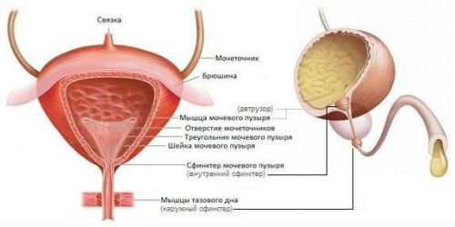 Детрузор мочевого пузыря: гипоксия и гиперрефлексия