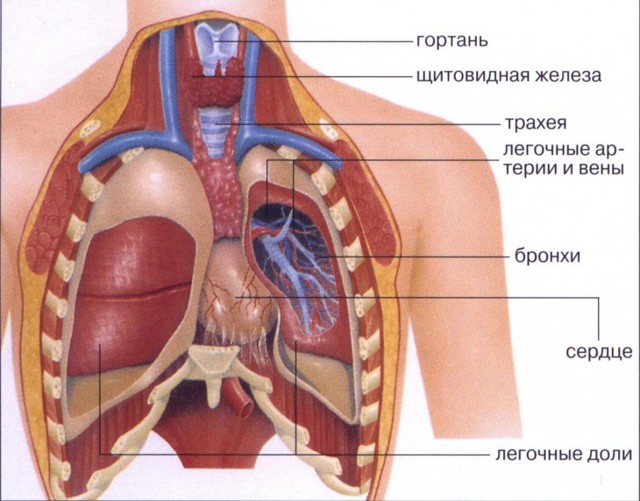 Расположение органов у человека: грудная клетка, таз и брюшная полость