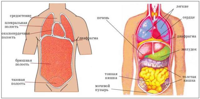 Расположение органов у человека: грудная клетка, таз и брюшная полость