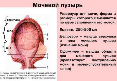 Детрузор мочевого пузыря: гипоксия и гиперрефлексия