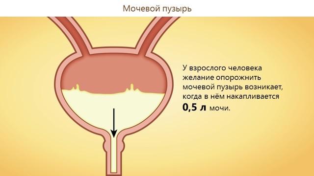 Объем мочевого пузыря: норма у мужчин, женщин, детей и новорожденных