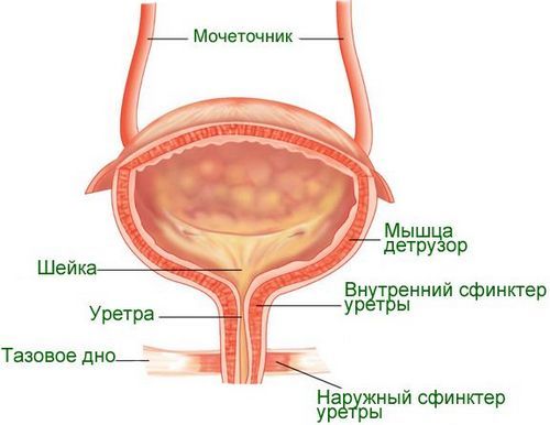 Удаление мочевого пузыря у мужчин и женщин: как проводится операция, последствия, отзывы