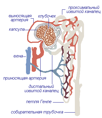 Нефрон: схема строения, типы, особенности и функции в органе