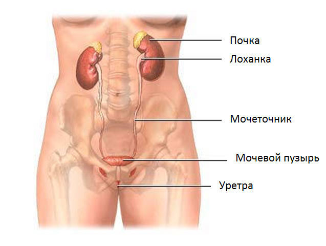 Воспаление мочевыводящих путей: симптомы у женщин и мужчин, лечение
